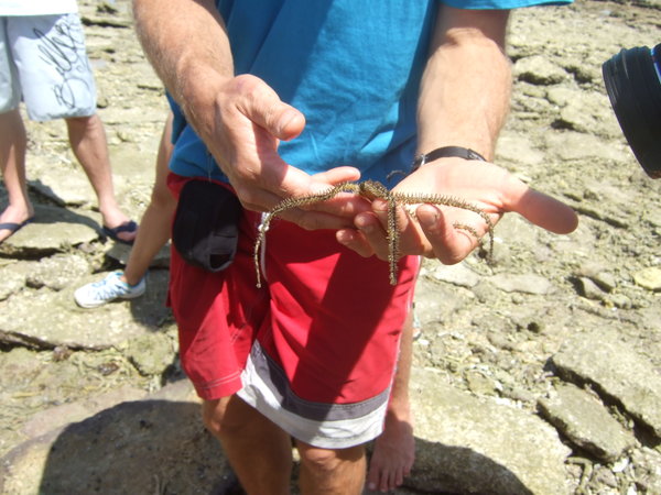 Dave shows us a hairy starfish