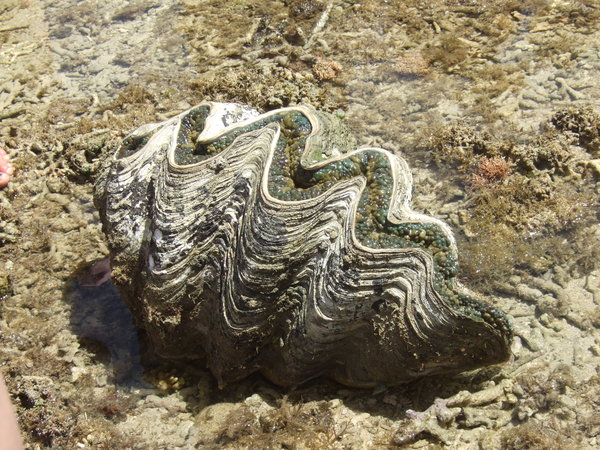 Giant clam exposed 