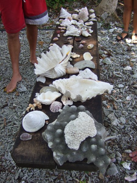 Shells found on the island