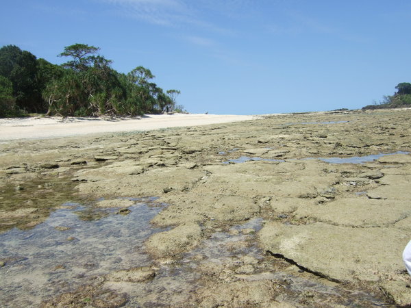 The exposed area of rockpools