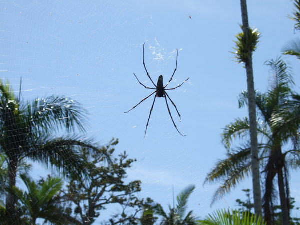 Giant golden orb spider hanging around at the caravan park in Mission Beach