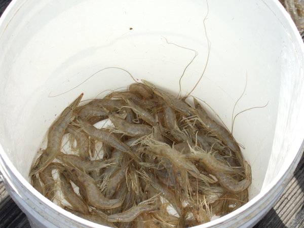 A net full of prawns caught in a few seconds