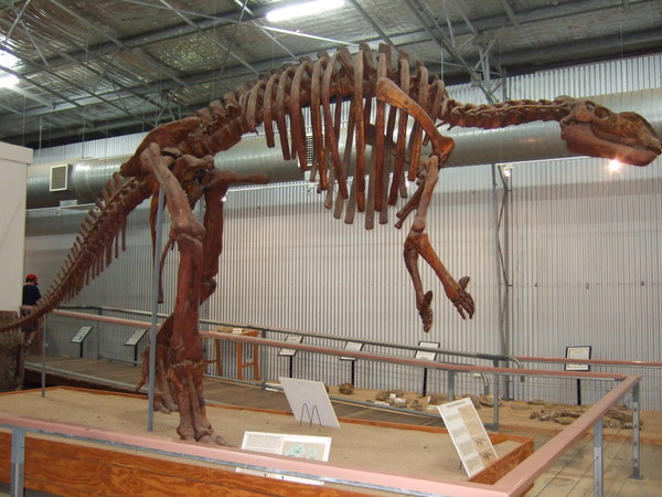 'Hughie' the Muttaburrasaurus