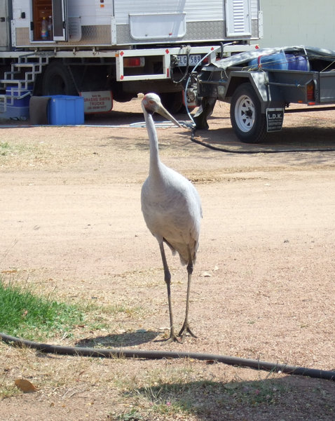 We thought this brolga was a tame one