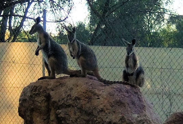 The Bilby Centre also helps other endangered or injured animals