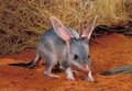 I am a Bilby - please help me to survive