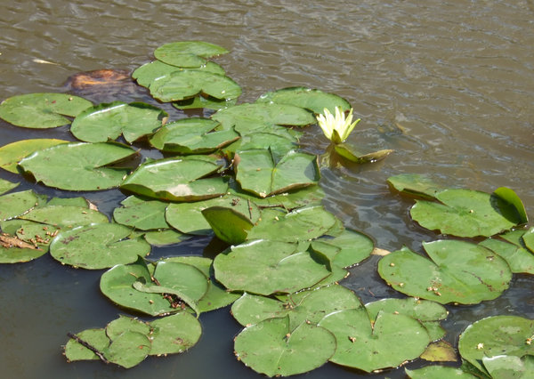 Just one lily in flower on Chinaman's Lagoon in Miles