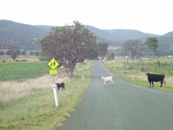 The sign should also mention 'cows crossing'!