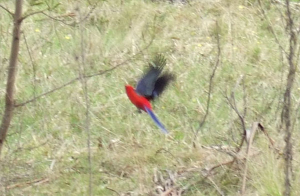 Oops - just too slow with this crimson rosella