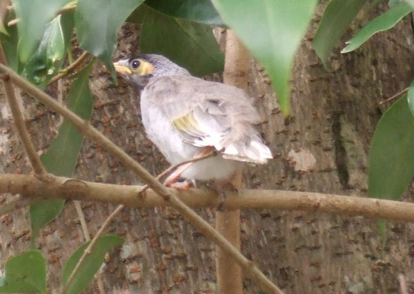'Babs' is a Noisy Miner chick who, at least until it fledges, spends its time in the trees in David's back garden
