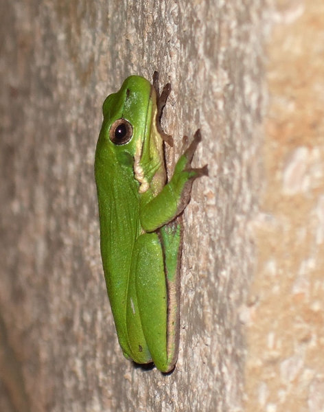 This tree frog prefers the wall of the house