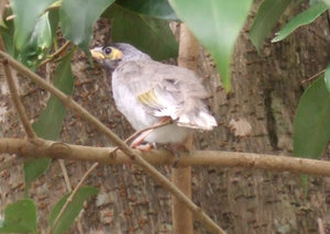 'Babs' is a Noisy Miner chick who, at least until it fledges, spends its time in the trees in David's back garden