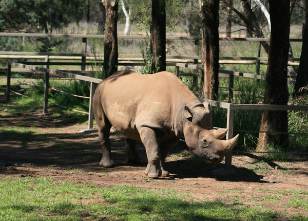 A black rhino - breeding programmes in zoos are helping these wonderful creatures come back from the brink of extinction
