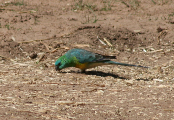 Is this a Turquoise Parrot?