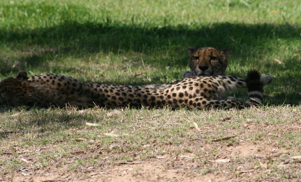 These cheetahs were just having a doze and then we came along and disturbed them