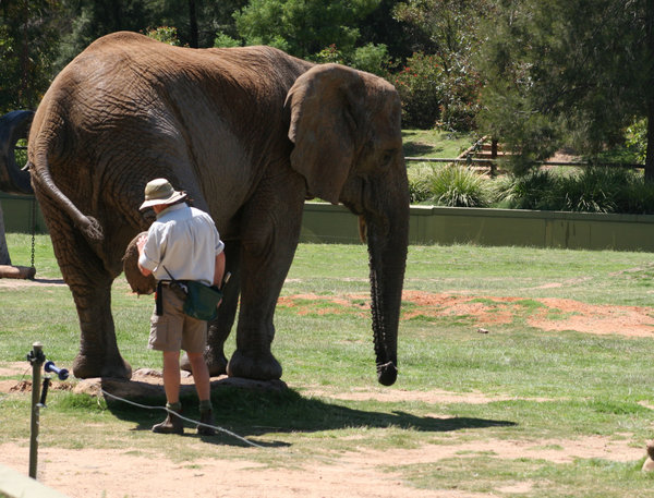 'Cuddles' the African Elephant has been trained to a high standard