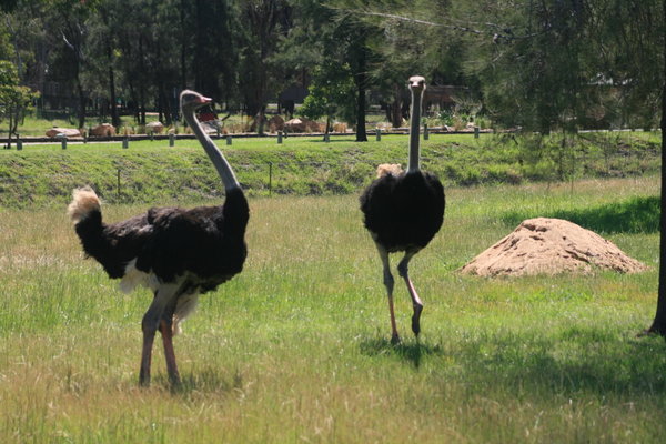 This pair of ostriches were very entertaining 