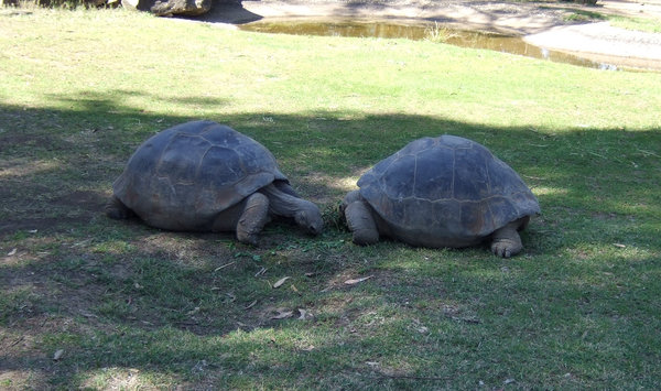 A very sedate pair of Galapagos Tortoises