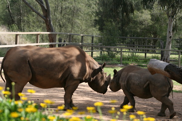 Mum and baby black rhino