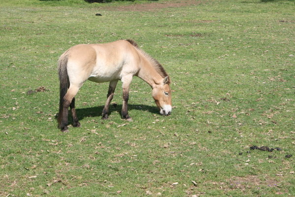 A Przewalski's Horse