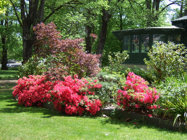I love azaleas and we were lucky enough to catch these still in bloom