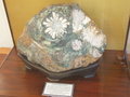 This 'Chrysanthemum Stone' is thought to be at least 70 million years old