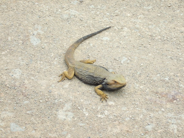Another handsome lizard - but why do they love lying on the road?