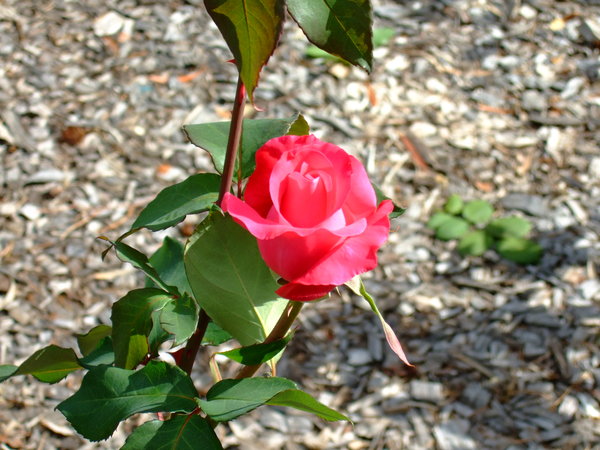 One of the beautiful roses in the park