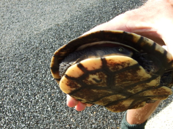 Hiding inside its shell but it wouldn't have saved it from being flattened by a car