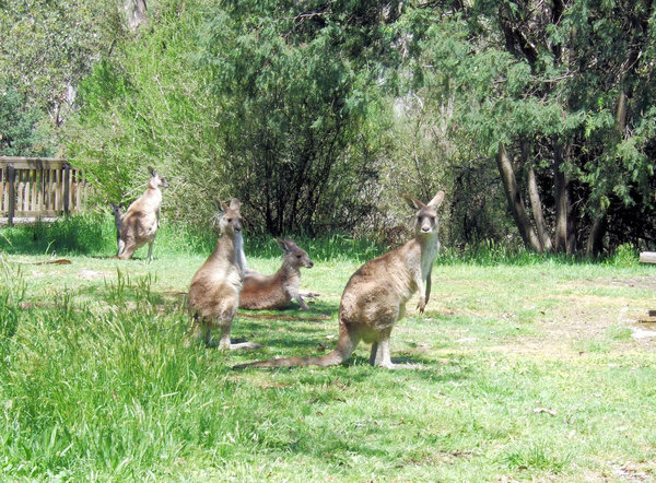 The kangaroos at Geehi were very laid back