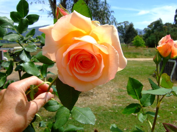 Beautiful roses in Mark's 'English Garden'