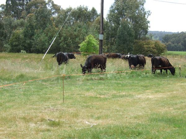 The cows gradually found their way into the newly fenced off area of luscious grass