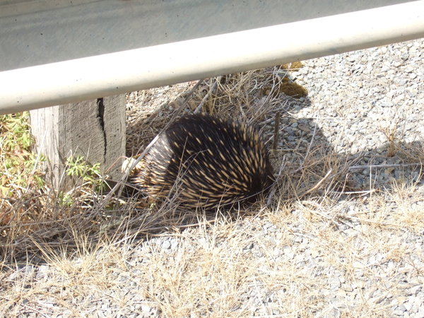 Graham spotted this little Echidna close to the road