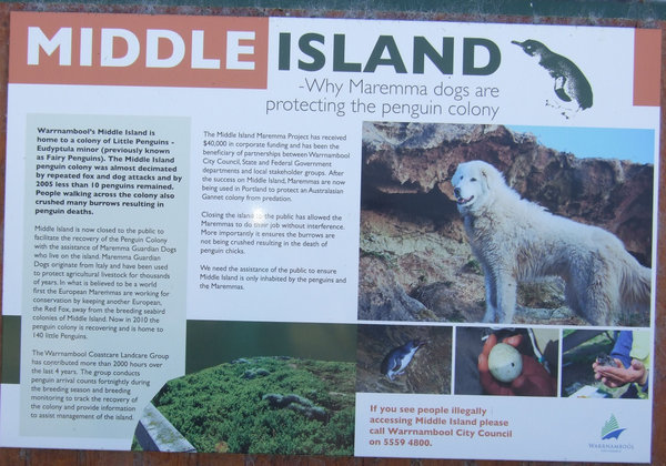 Fascinating fact that Maremma dogs are protecting the colony of little penguins on Middle Island