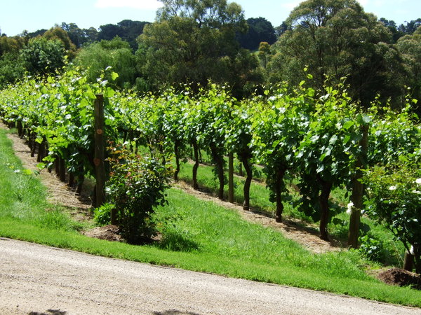 Healthy looking vines at Mainridge Winery