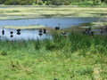 Home to a myriad of wildlife including these black swans