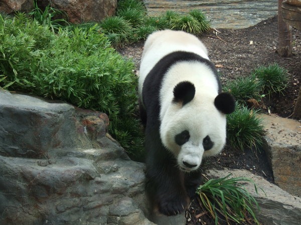 as was seeing the Giant Pandas in Adelaide Zoo