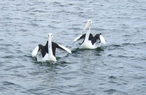 The 'pirouetting pelicans' amused us in Albany