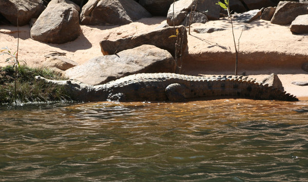It was remarkable seeing so many huge crocodiles in the wild