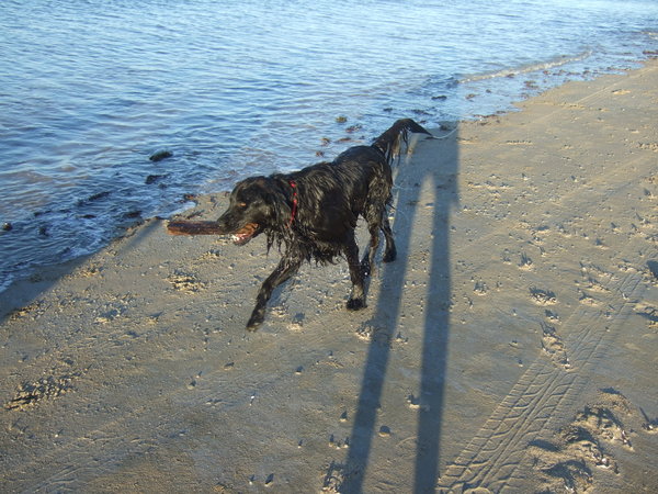 Gus the family dog enjoying his walk along the beach