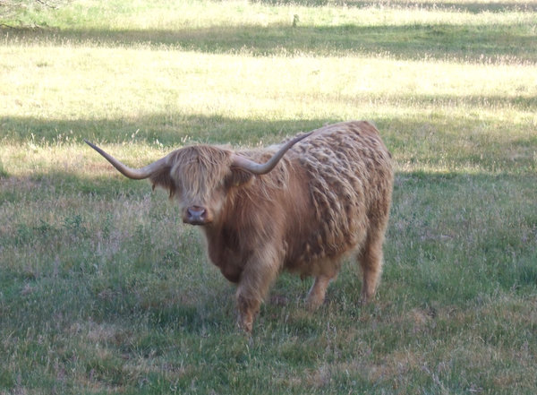A Tarraleah Highland Cow