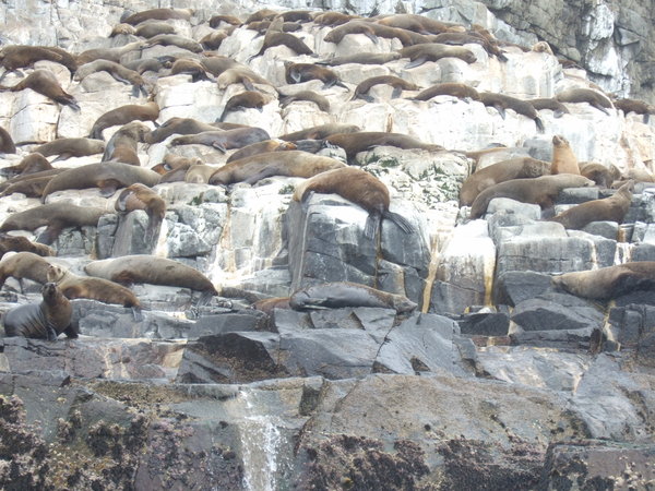 Hundreds of Australian Fur Seals lounge on the rocks off South Bruny Island