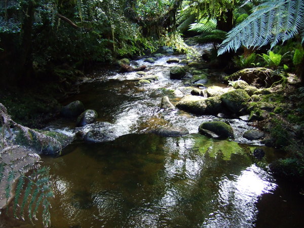 Rain forest stream