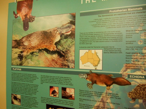 One of the information posters in Platypus House