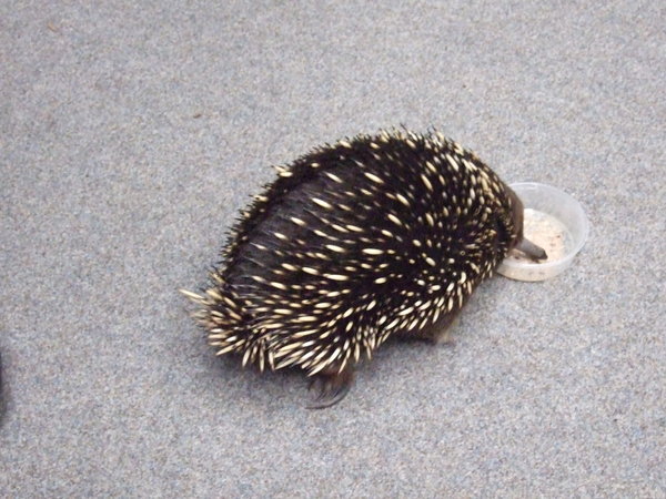 One of the echidnas enjoying a nutritious meal