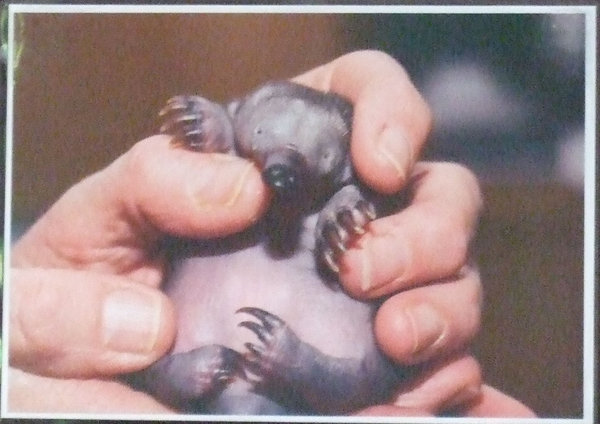 Answer: a baby echnidna and what a cute little thing it is!