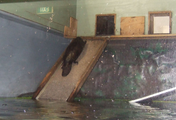 The platypuses are able to climb up a ramp and go into an outside pool