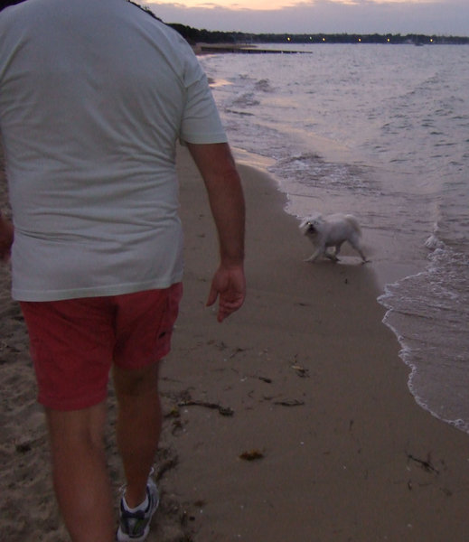 Daisy thoroughly enjoyed her walk on the beach