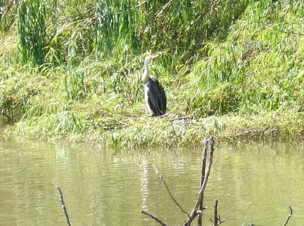 It was lovely to see a darter enjoying the peaceful Lake Guyatt