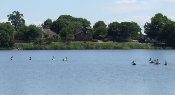 Joining us as we relaxed in Sale - a group of pelicans